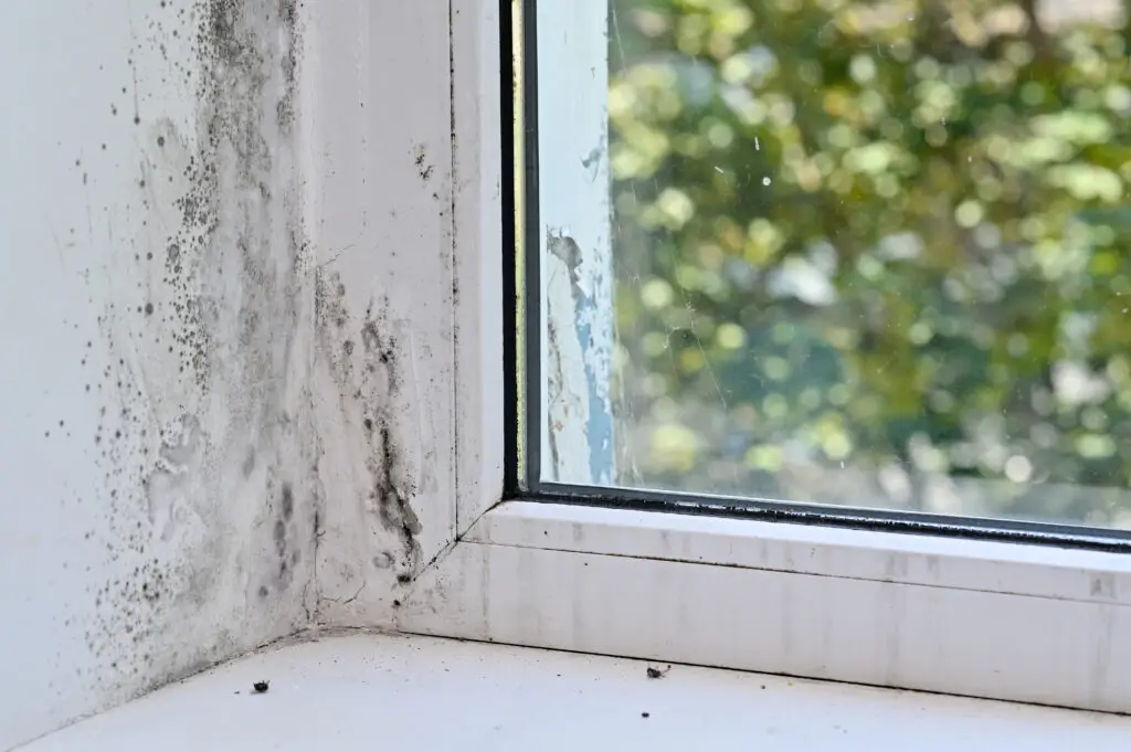 Schimmel am Fenster einer Wohnung in Bonn
