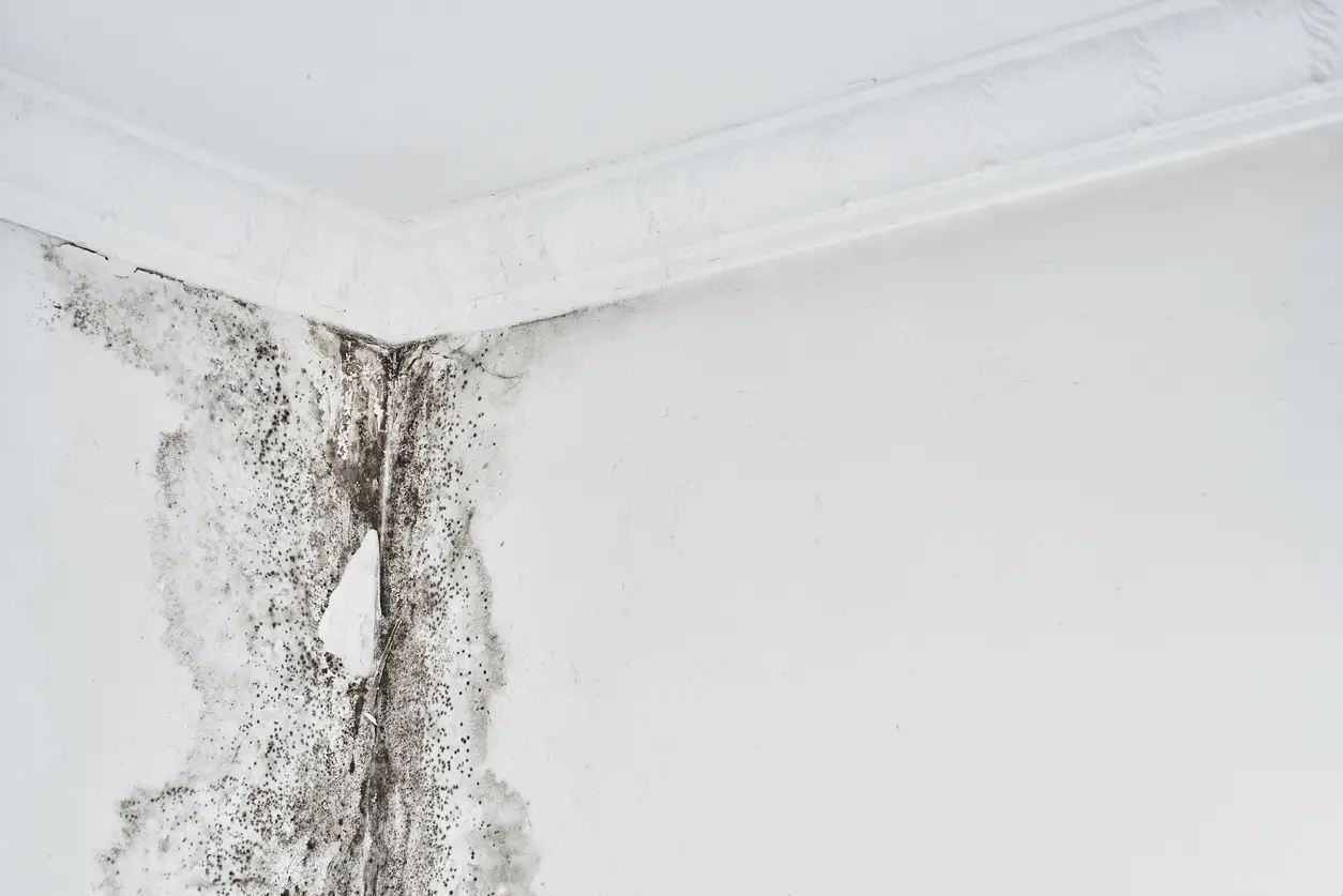 Mold. Aspergillus. Black fungus on a white wall in a corner on the ceiling."n